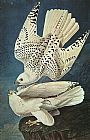 John James Audubon Famous Paintings - White Gerfalcons